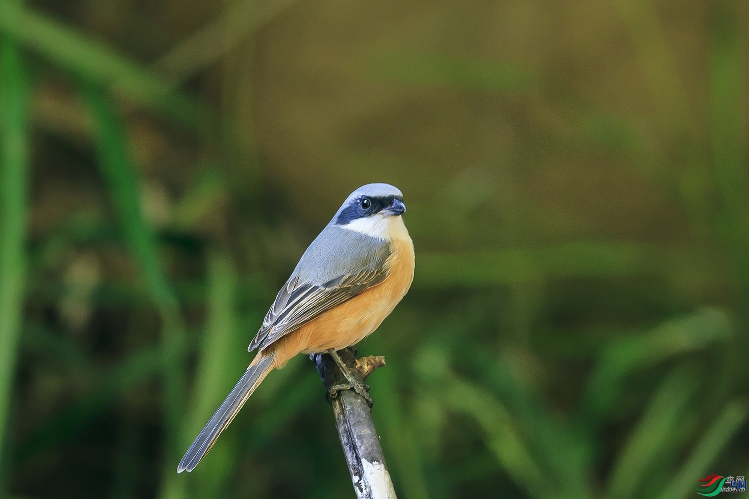 ����1955  ��ʦ����������ʡ�º���徰����������ӯ������Ū��0.jpg