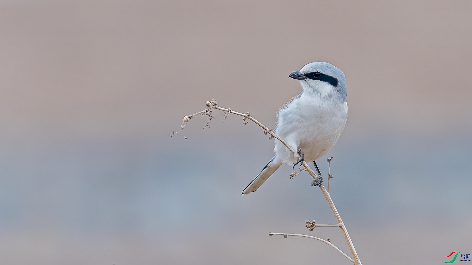 _DSC4145-1-����.jpg