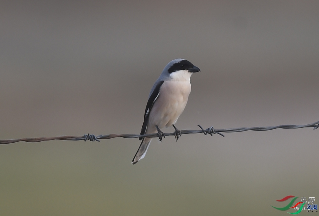 ����֮��  ��ʦ��������.��.ά.��.��.����������̩��������̩��.jpg