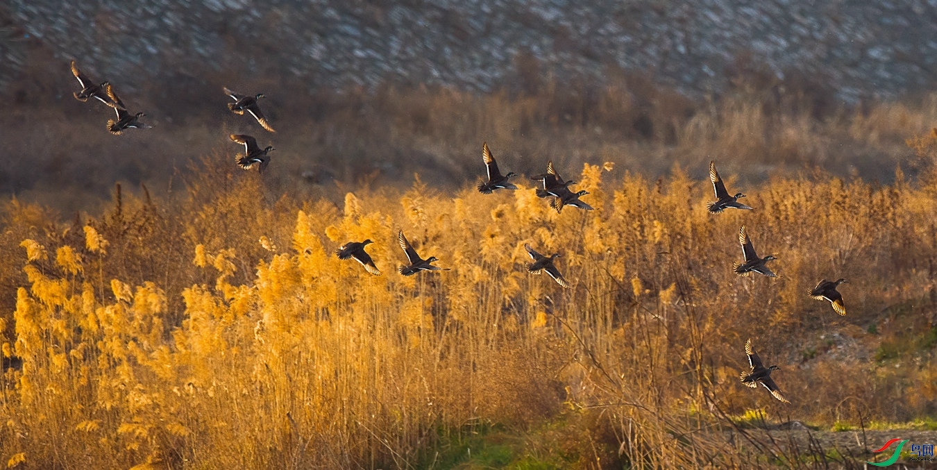 XCG_1876 - ����.jpg