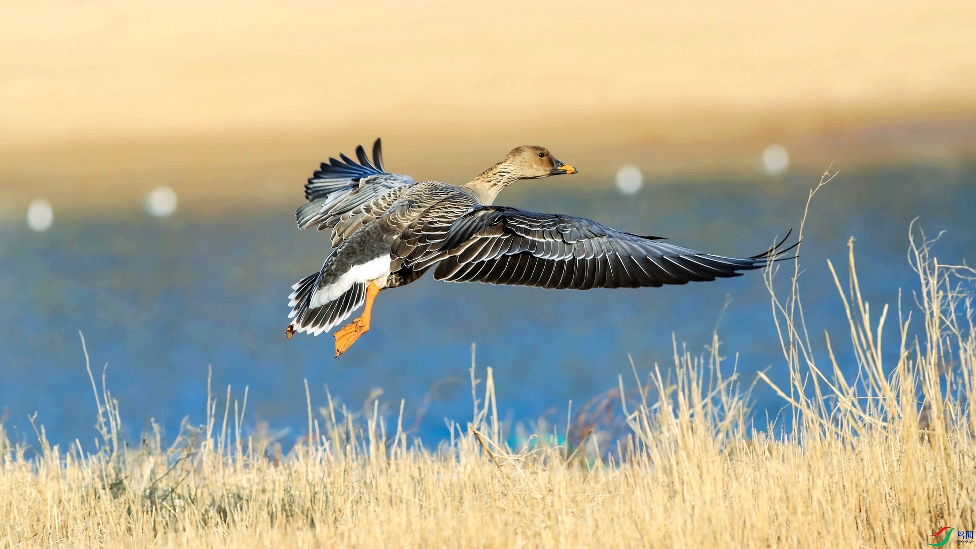 短嘴豆雁飞姿写之一