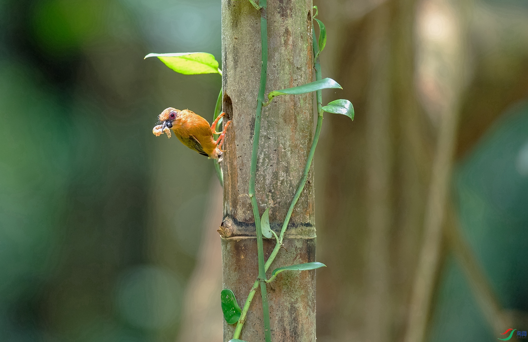 DSC_3246_����.jpg