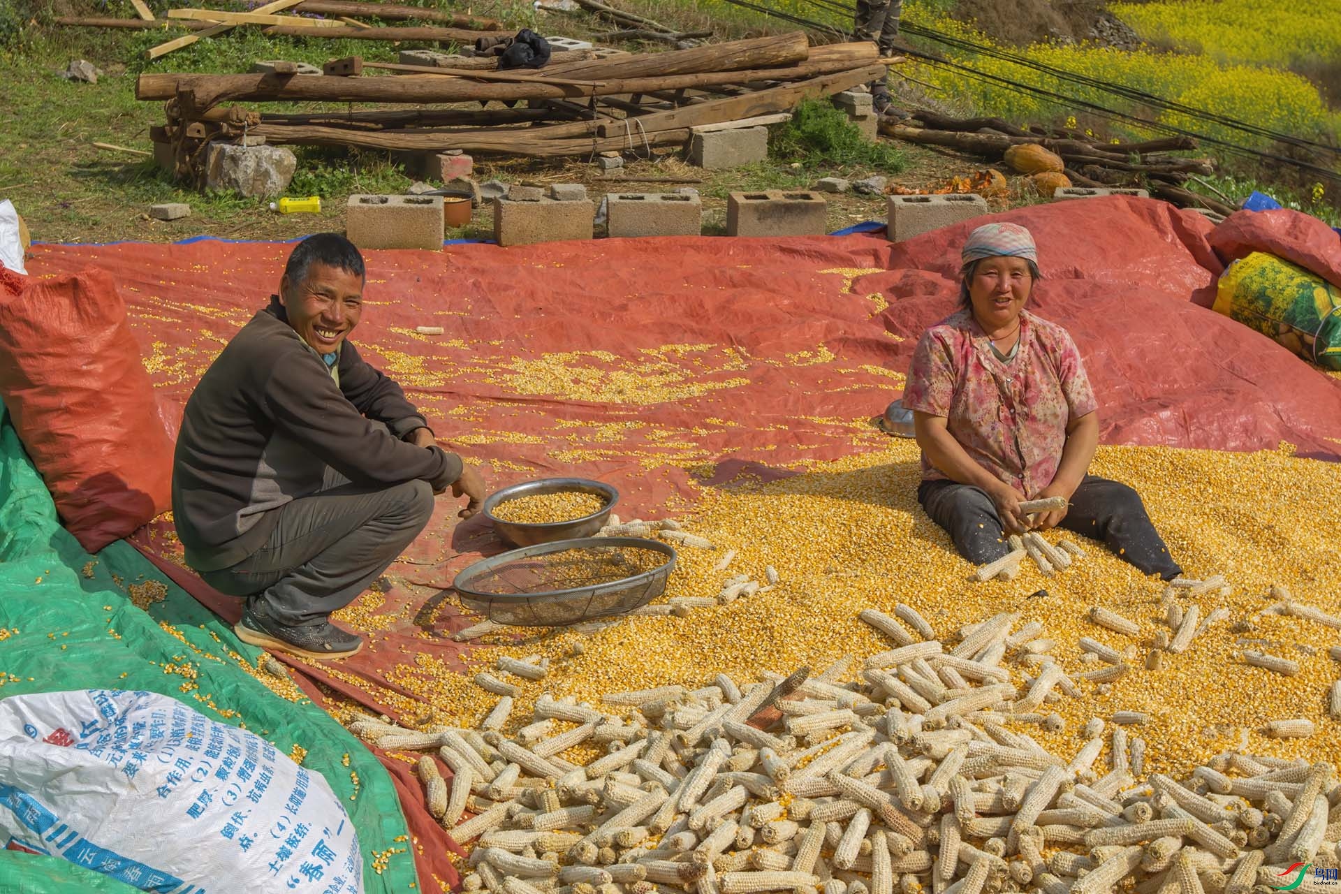 朴实的农民丰收的喜悦