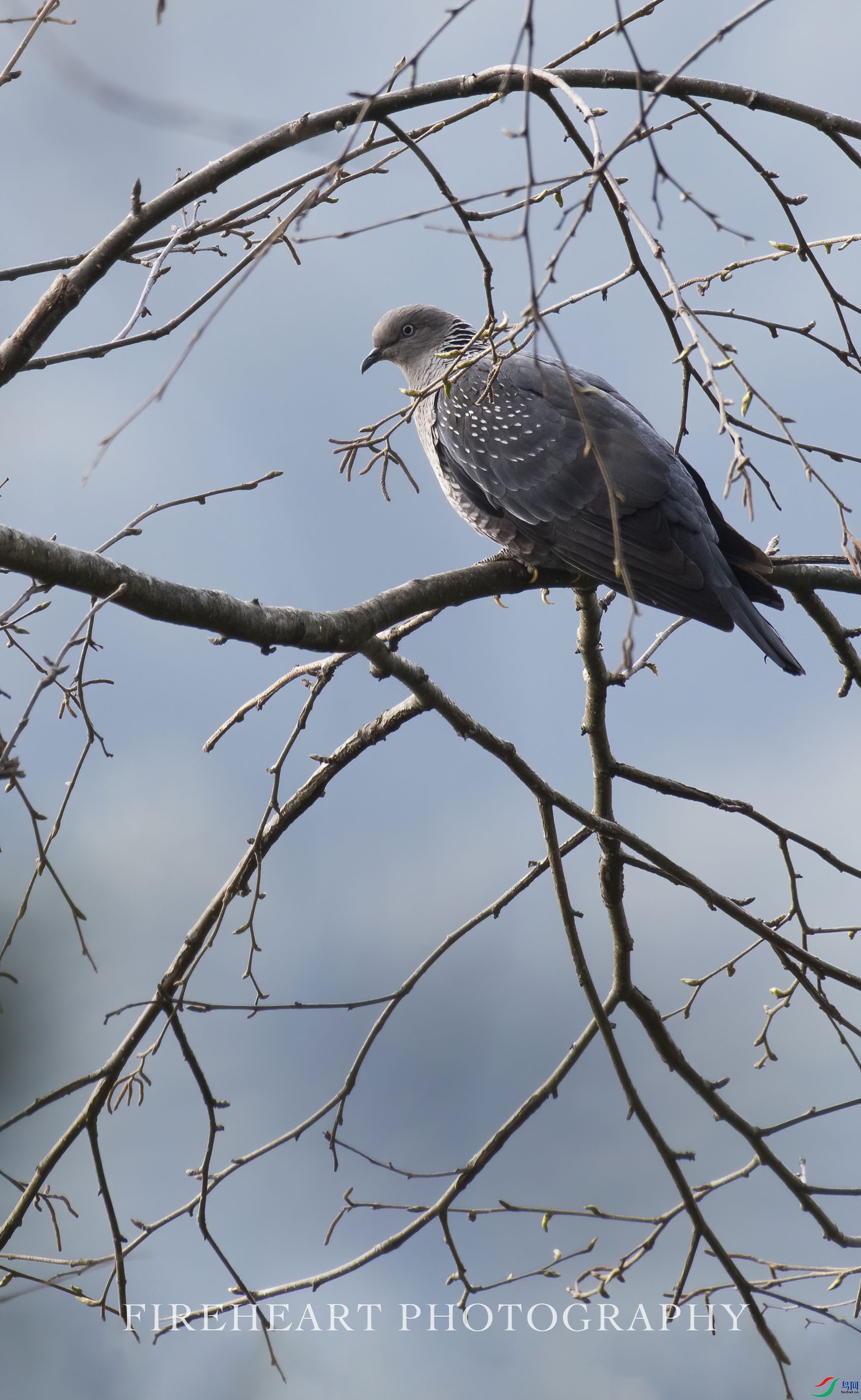 DSC_8512-DeNoiseAI-denoise.jpg