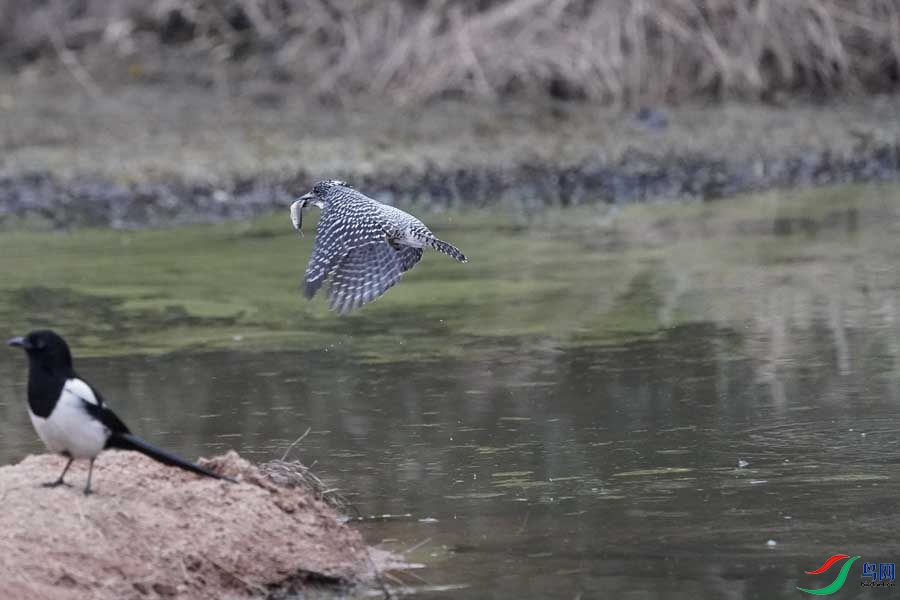 20180224-DSC00999-45 - ����.JPG