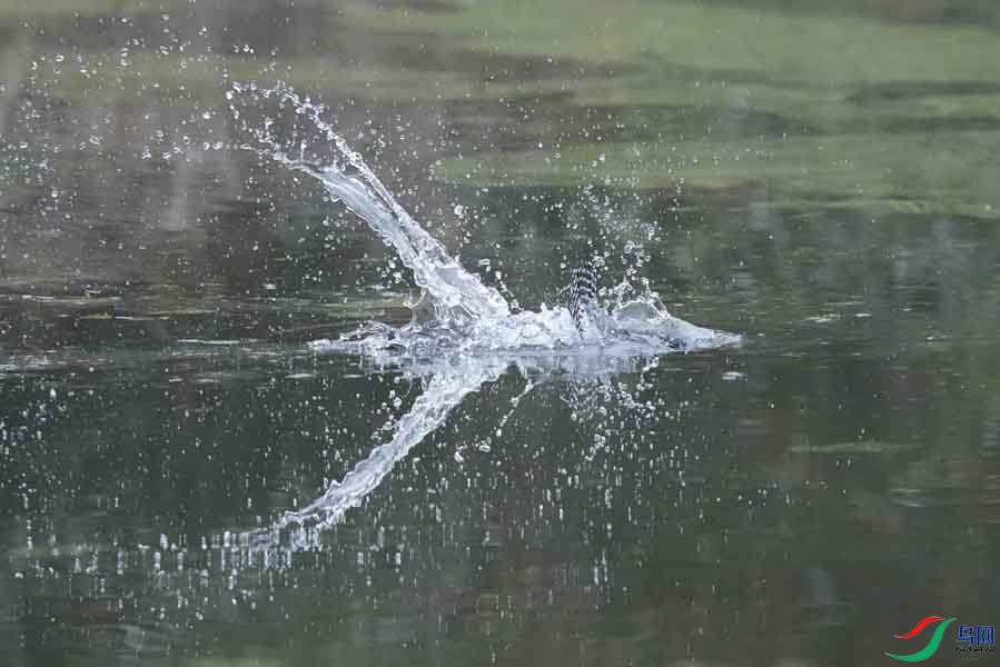 20180224-DSC00969-15 - ���� - ����.JPG