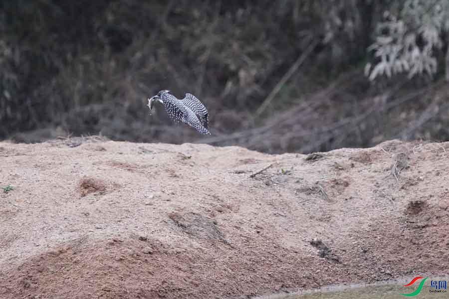 20180224-DSC01024-70 - ����.JPG