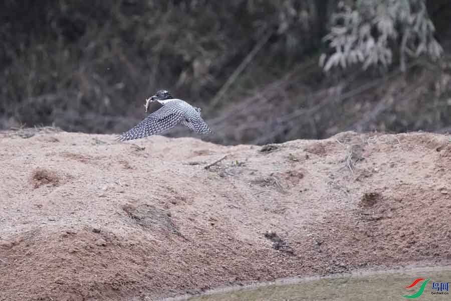 20180224-DSC01023-69 - ����.JPG