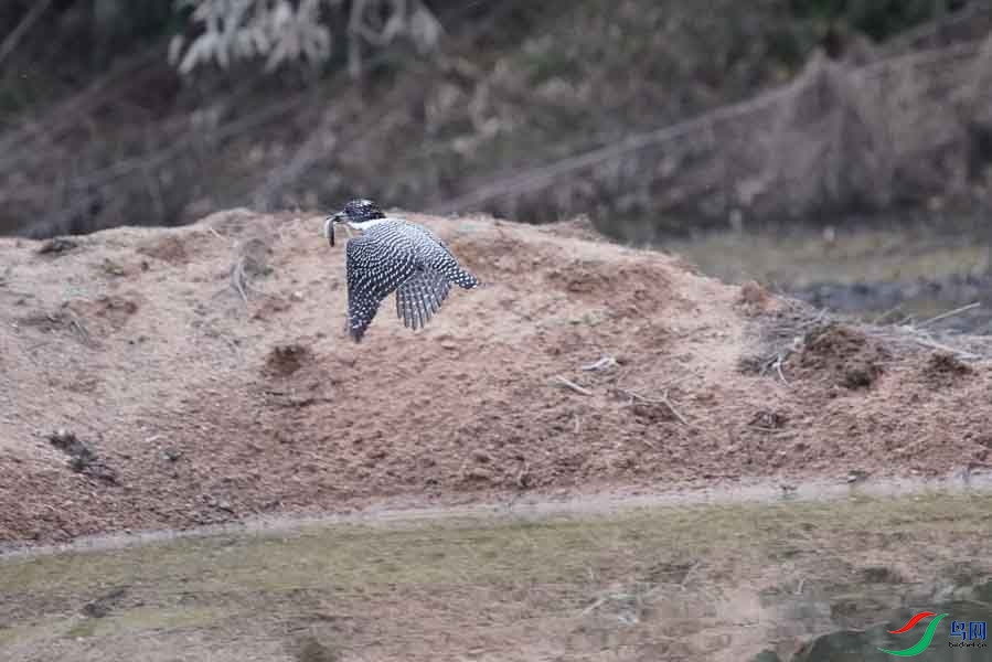 20180224-DSC01018-64 - ����.JPG