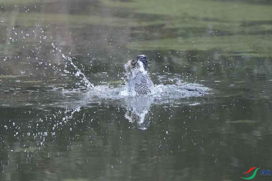 20180224-DSC00972-18 - ���� (2).JPG