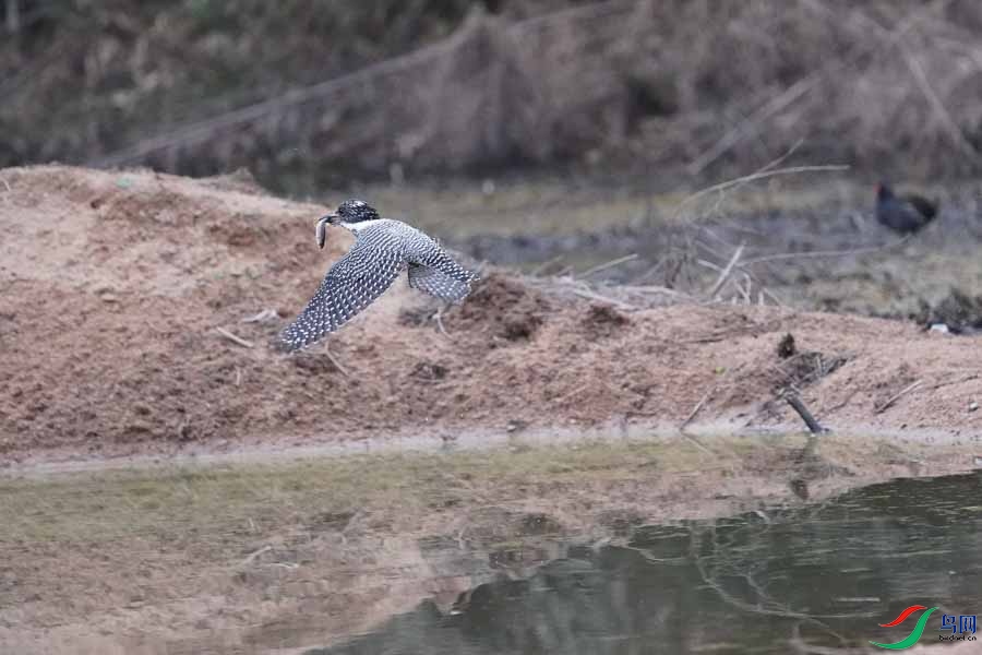 20180224-DSC01015-61 - ����.JPG