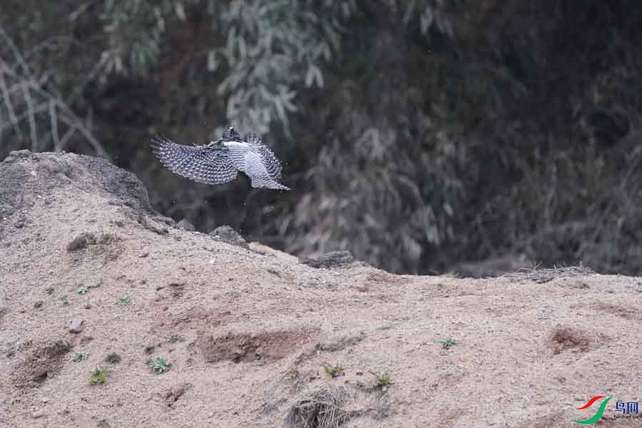 20180224-DSC01034-80 - ����.JPG