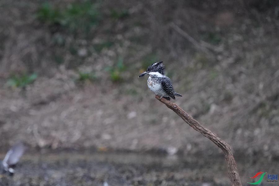 20180224-DSC00955-1 - ���� - ����.JPG