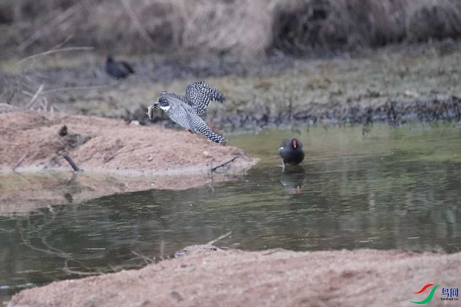 20180224-DSC01009-55 - ����.JPG