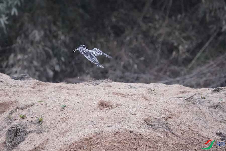 20180224-DSC01027-73 - ����.JPG