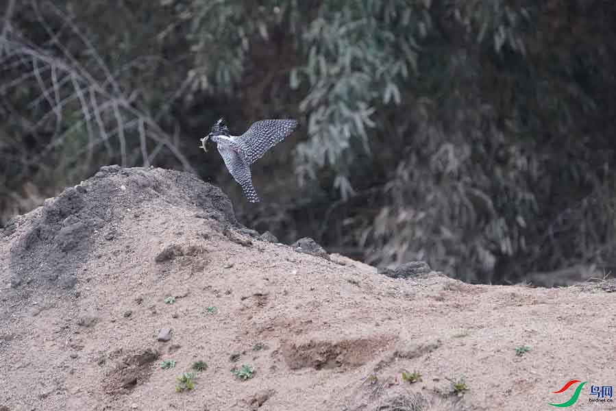 20180224-DSC01038-84 - ����.JPG