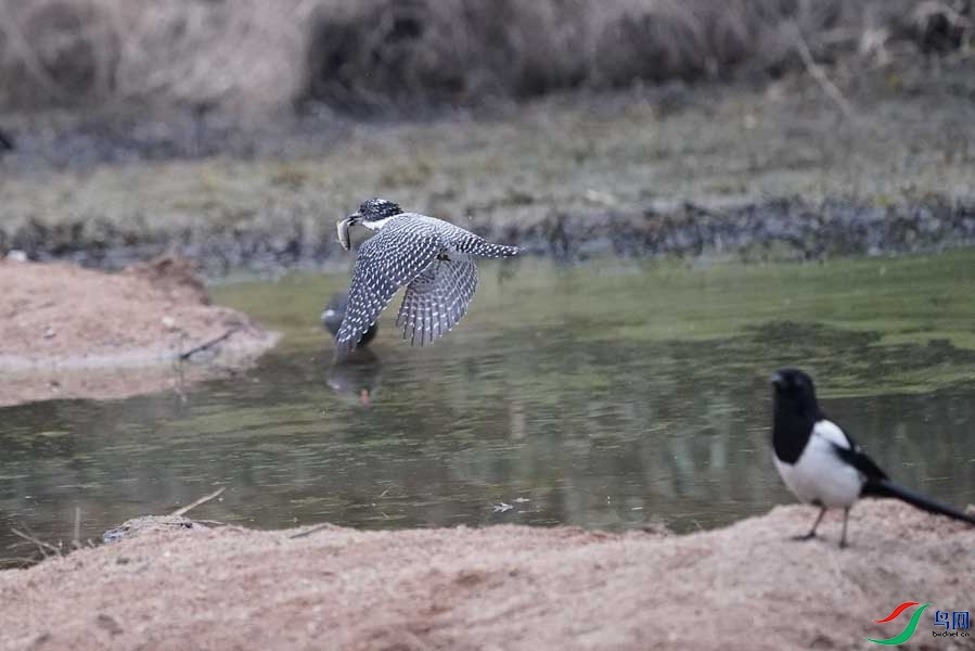20180224-DSC01006-52 - ���� - ����.JPG