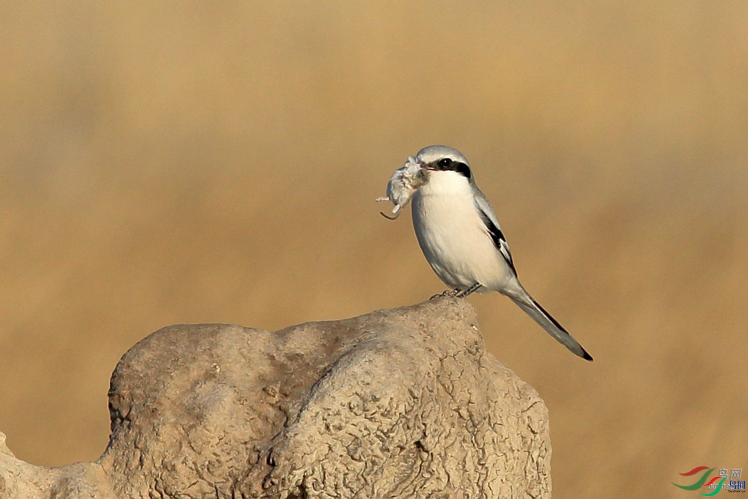 ��ǲ  ��ʦ�����ڼ���ʡ�׳���������.jpg