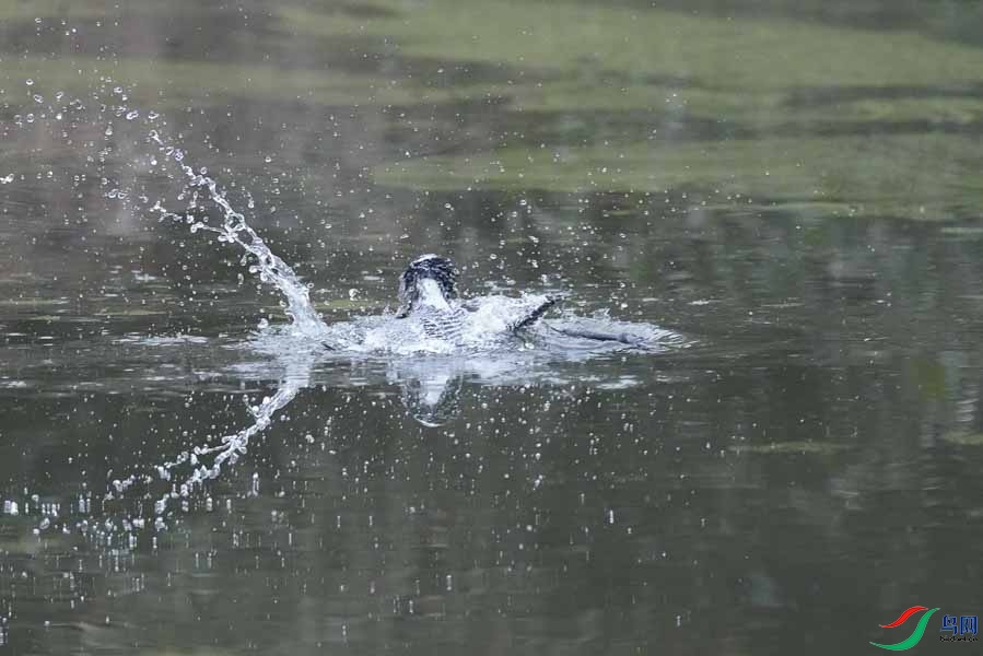 20180224-DSC00971-17 - ���� - ����.JPG