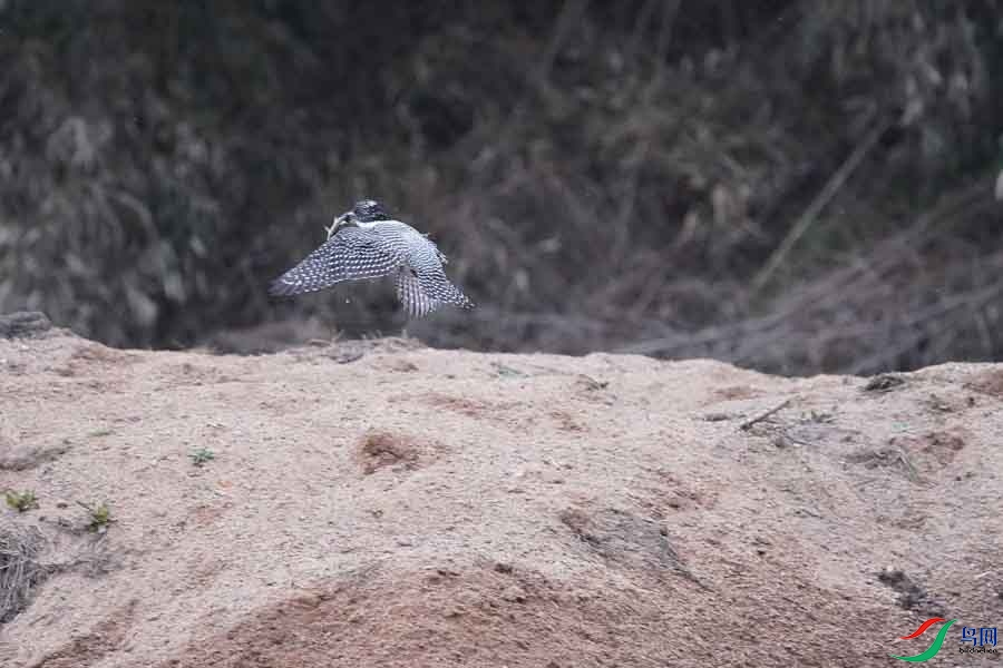 20180224-DSC01026-72 - ����.JPG