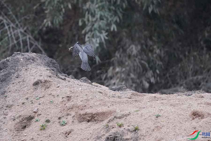 20180224-DSC01035-81 - ����.JPG