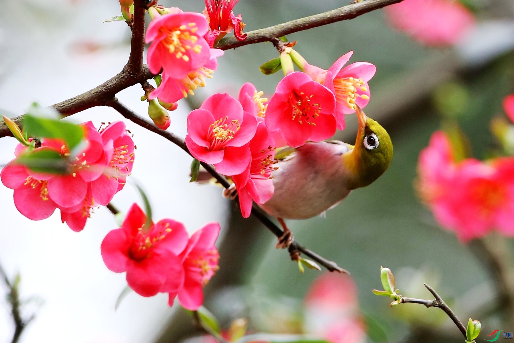 花鸟大全真实照片图片