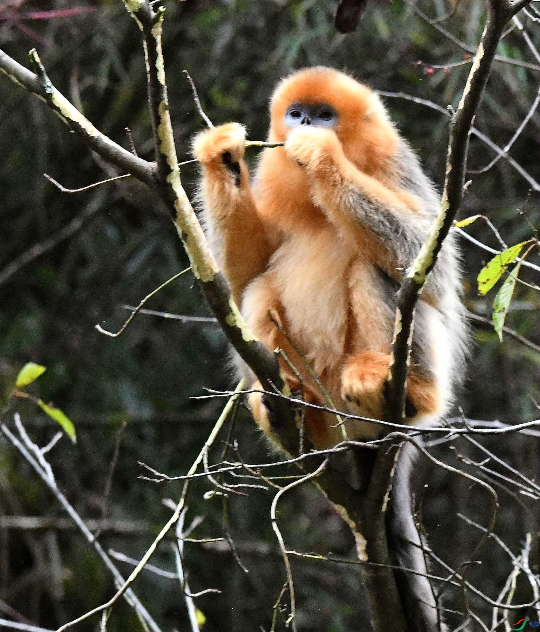 小川金丝猴图片