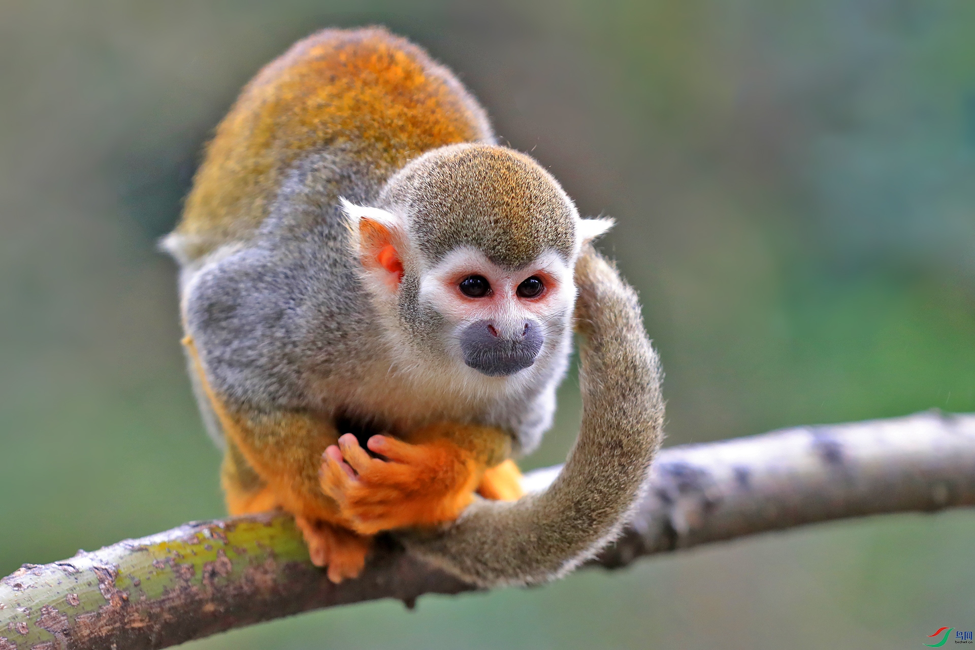松鼠猴013.jpg