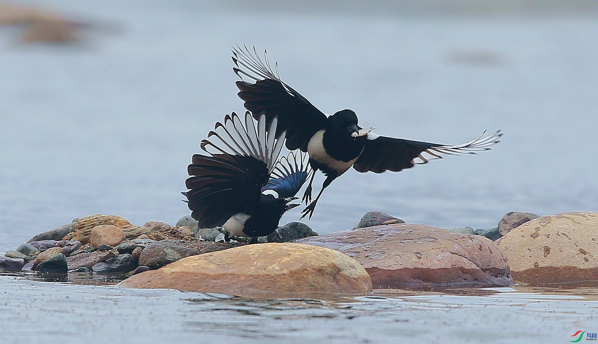 喜鹊争鱼