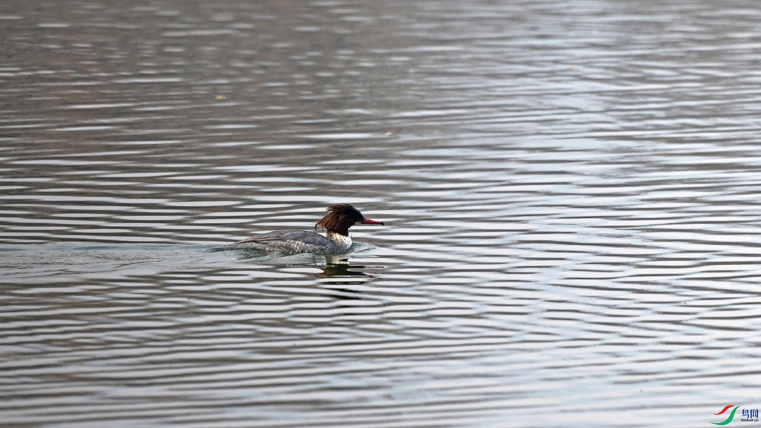 DSC_1863.jpg