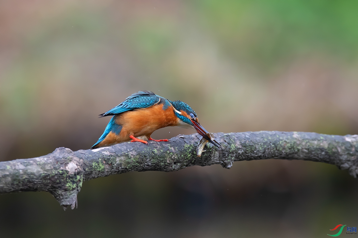 DSC_p8388.jpg