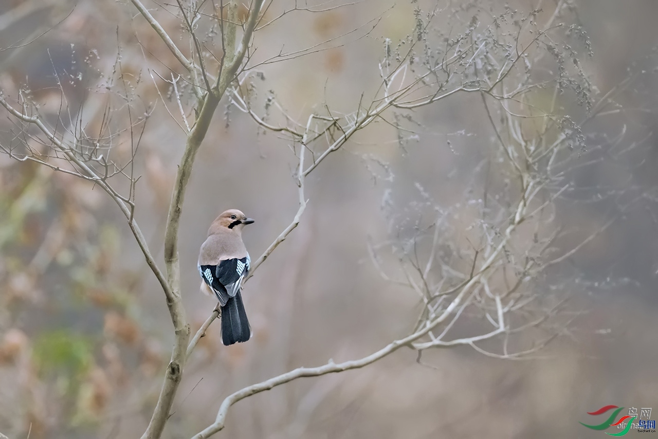 ���Ĳ� ��ʦ�����ں���ʡ ƽ��ɽ��  .jpg