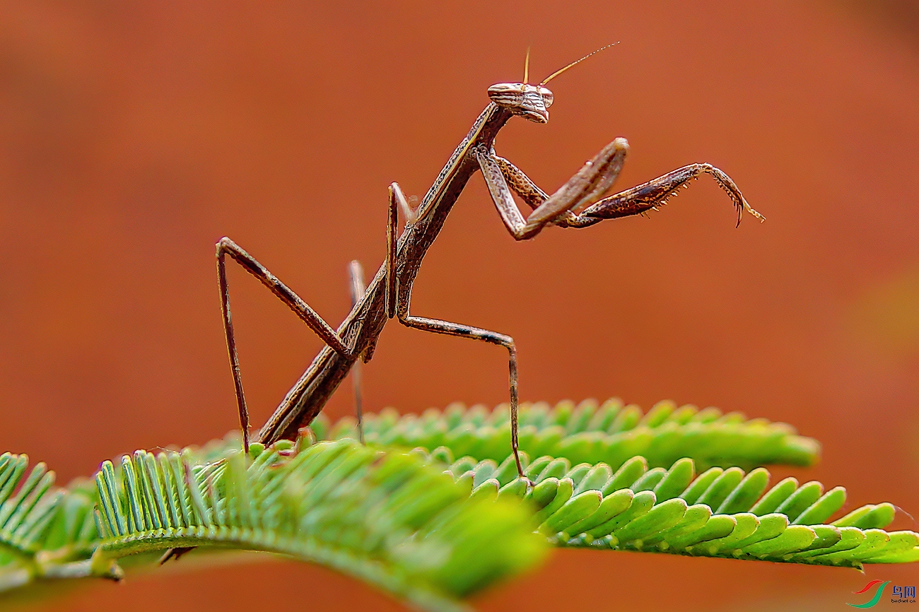 枯枝一样的螳螂