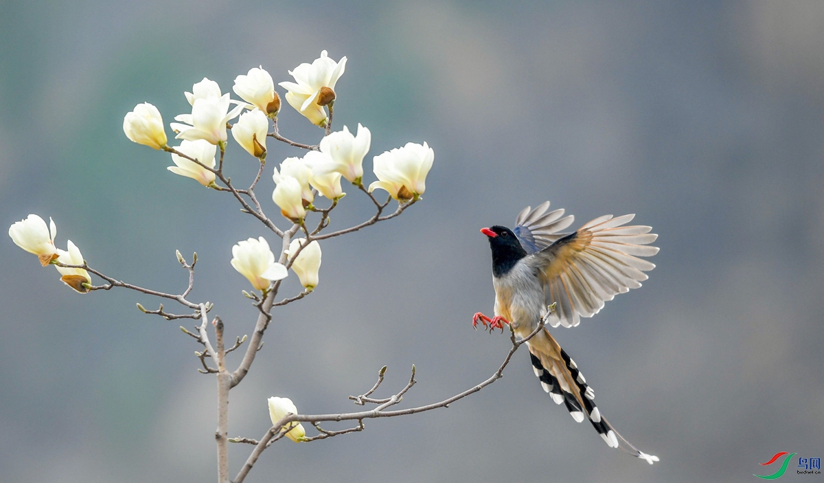 ������ȵ