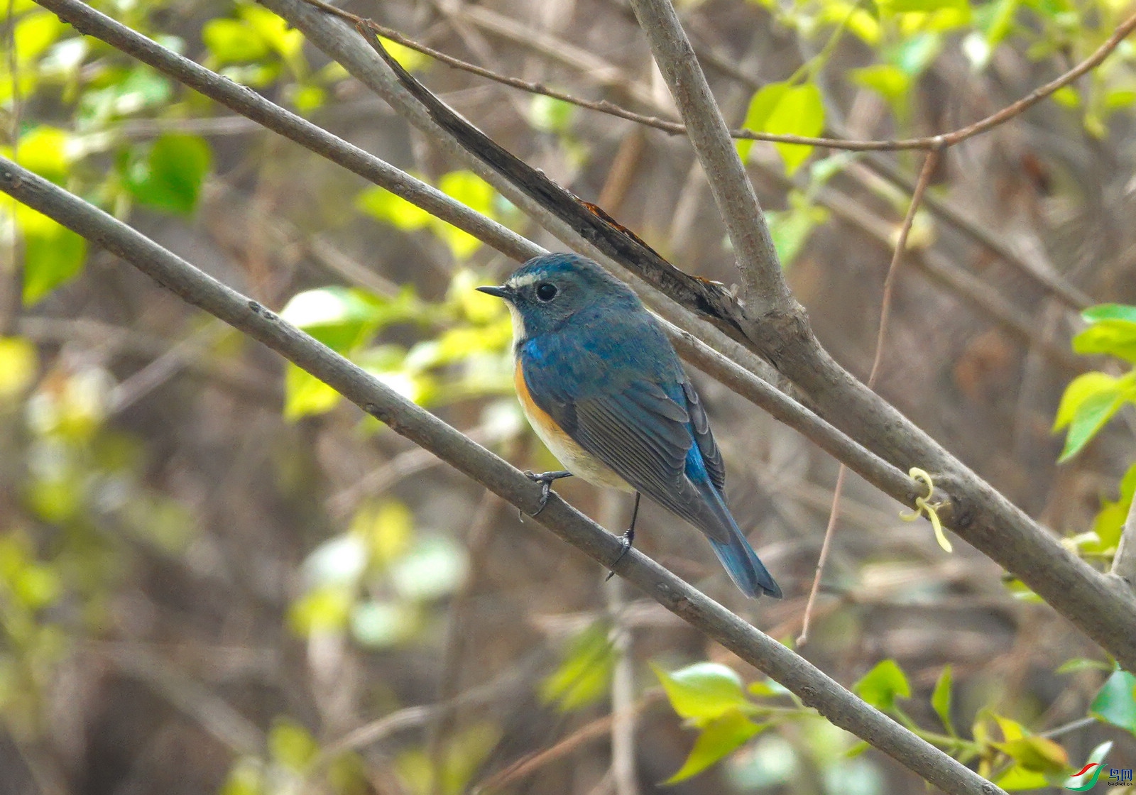 DSC03725ab.jpg