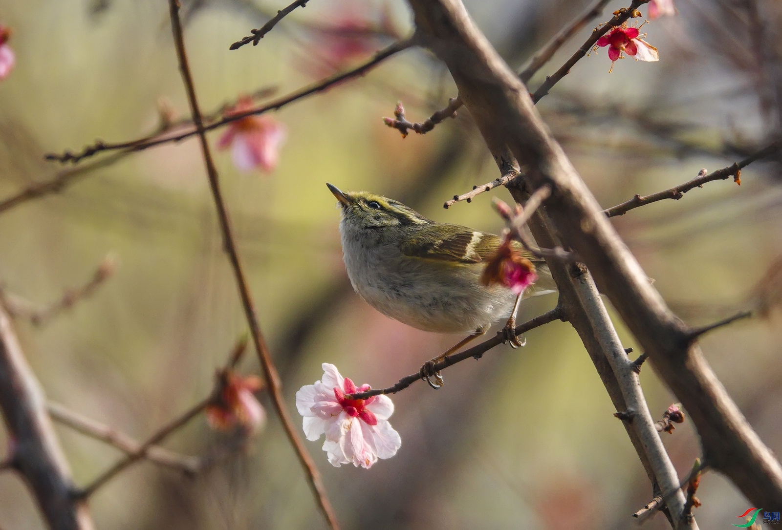 DSC03765ab.jpg