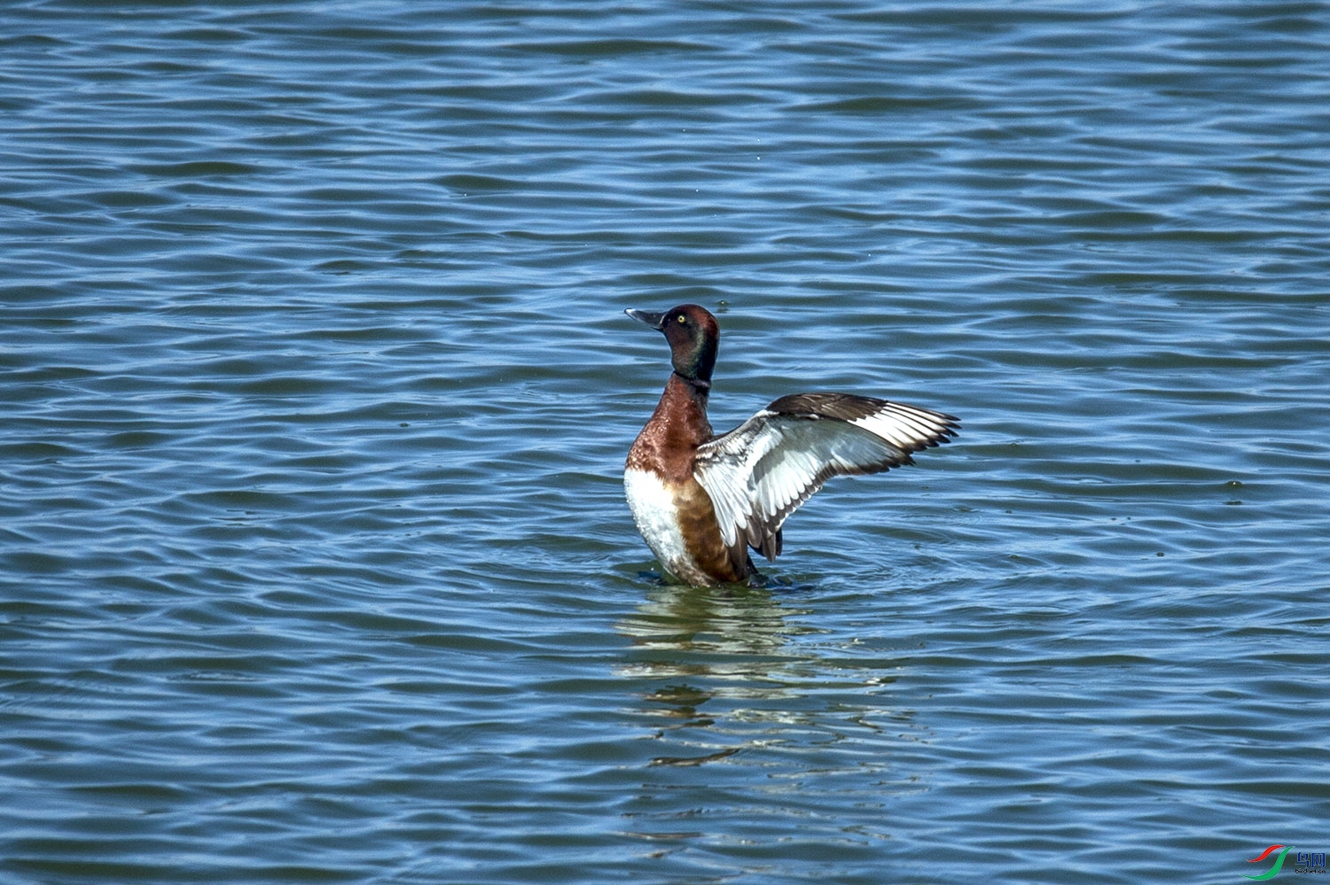 青头潜鸭鸟中大熊猫