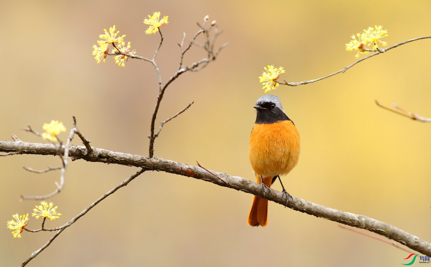 北红尾鸲,秦岭常见鸟类,留鸟,主要在林缘和居民点附近的灌丛,低矮树