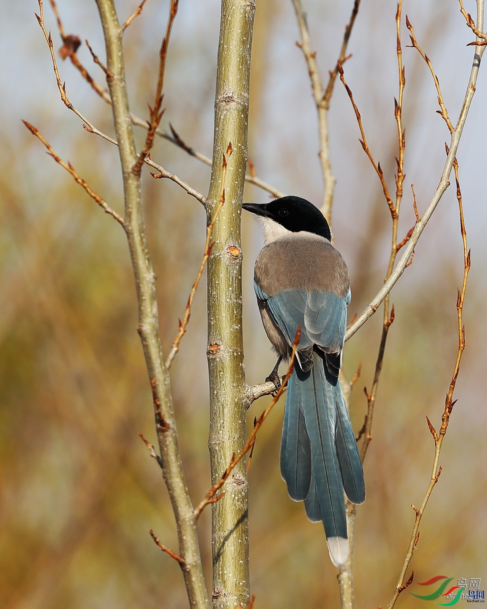 ��������  ��ʦ����.jpg