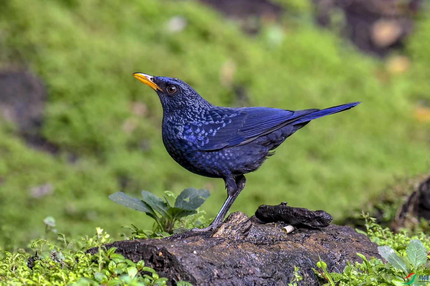DSC_0126.jpg