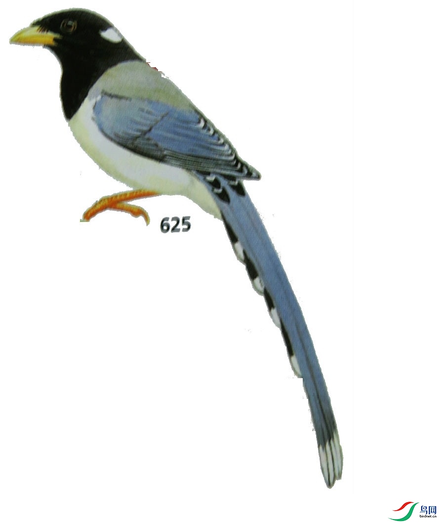 黄嘴蓝鹊