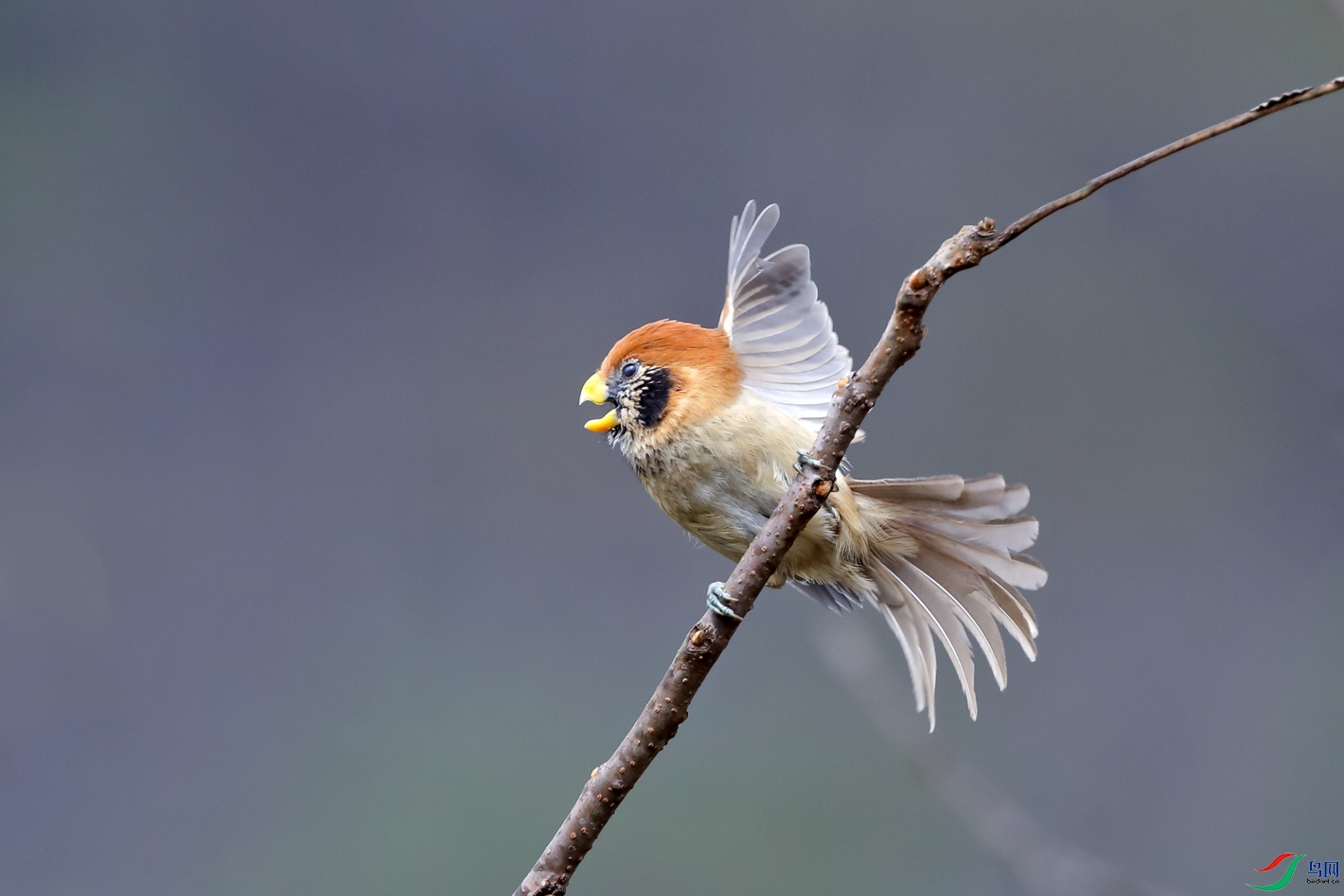 点胸鸦雀.欢呼雀跃