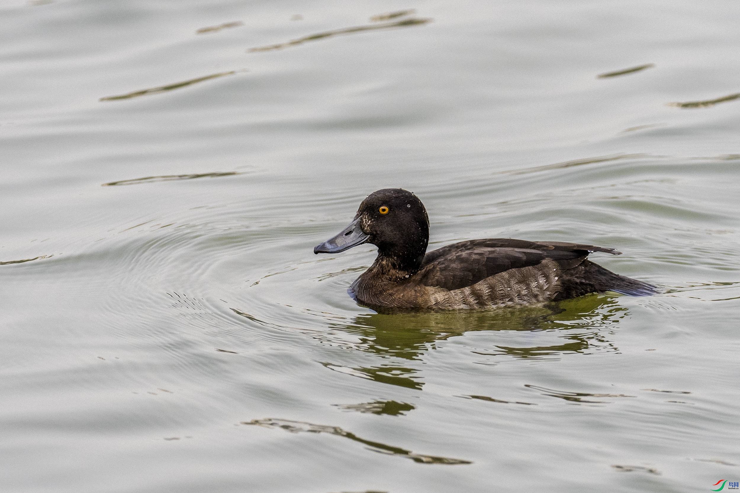 P3110273-1.jpg