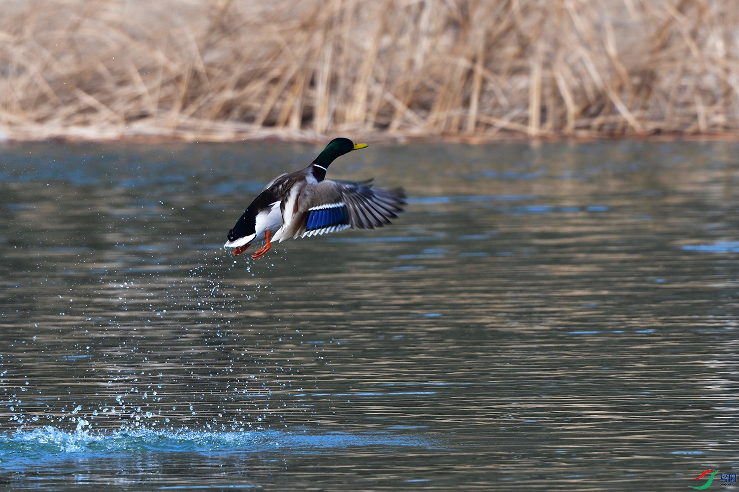 DSC_4938.jpg