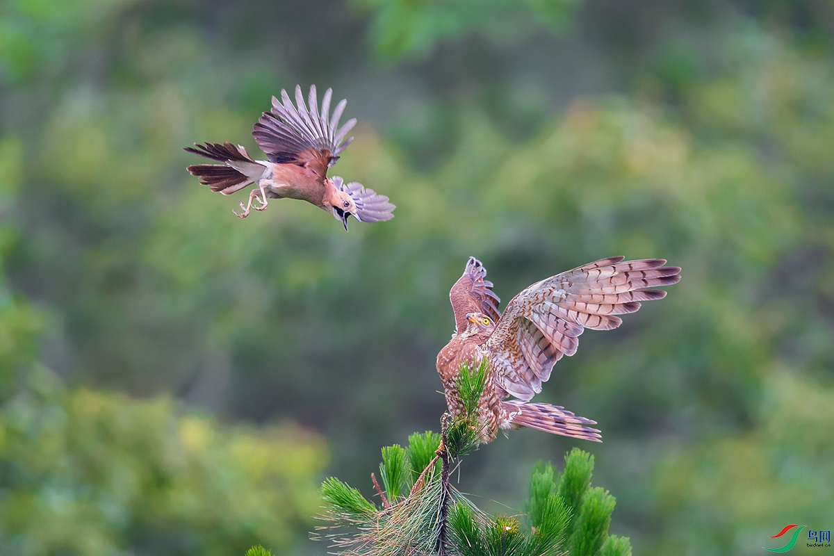松鸦战鵟鹰