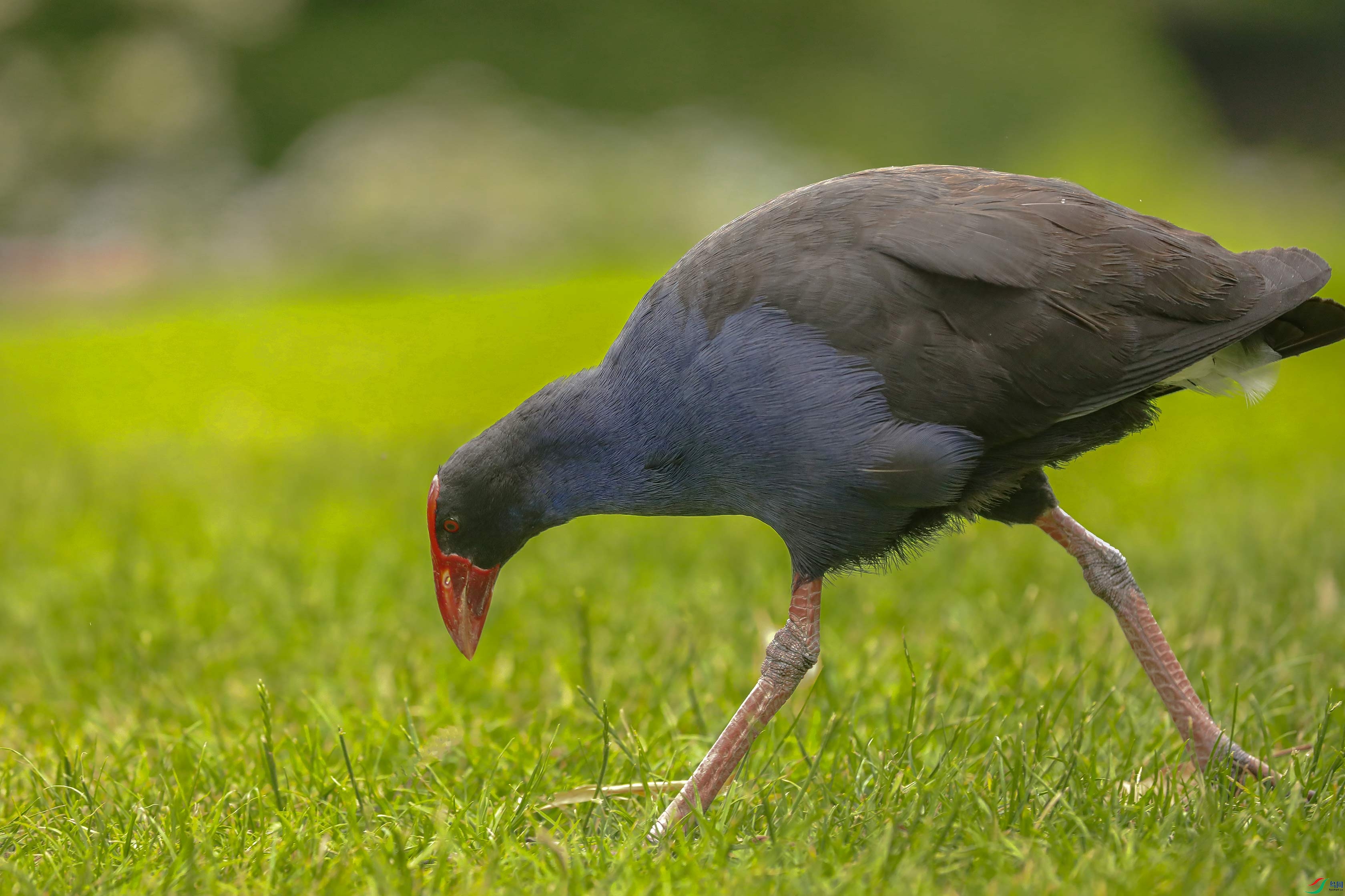 Picture 21551360.jpg