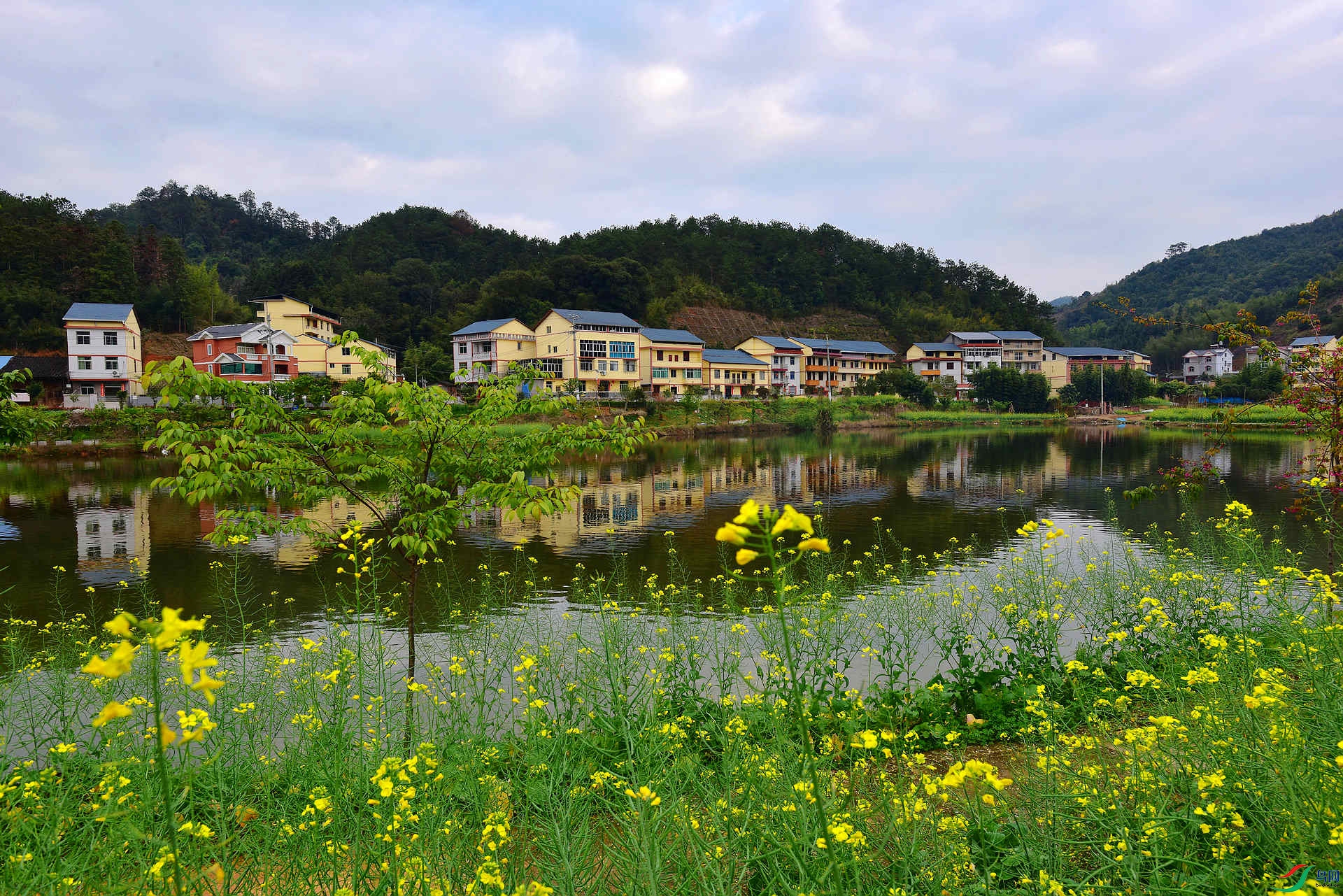 青山绿水新农村