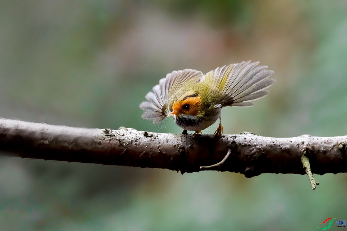 DSC_p9515.jpg