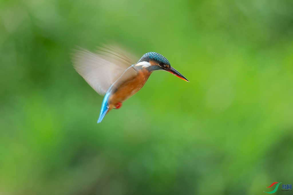 DSC_0426_DxOa.jpg