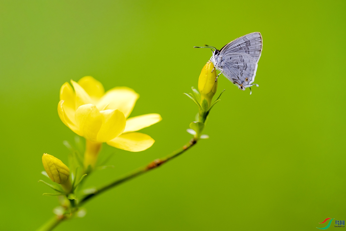 春光美【贺获首页精华】